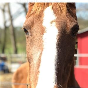 Meet your Posher, Issy